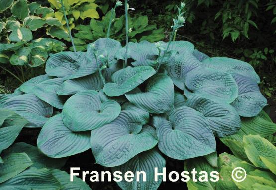 Hosta Humpback Whale